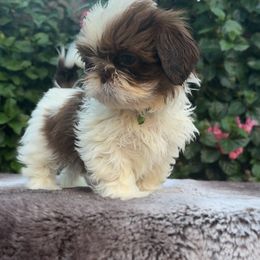 Boy1 - Liver and white male Shih Tzu puppy in Covina, California from Shih_doodle_Co