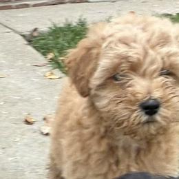 Schnoodles from Snickerdoodle Doodles