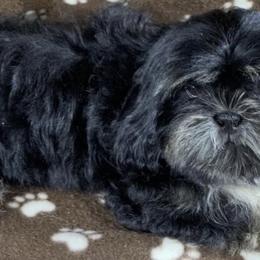 Duchess - Shih Tzu