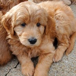 Bernedoodles and Goldendoodles from Shari's TN Doodles & More