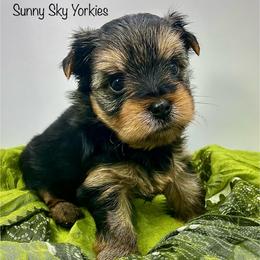 Nutmeg - Black and tan female Yorkshire Terrier puppy in Rio, Illinois from Sunny Sky Yorkies