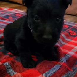 Blue - Black male Scottish Terrier puppy in Berry, Alabama from North River k9