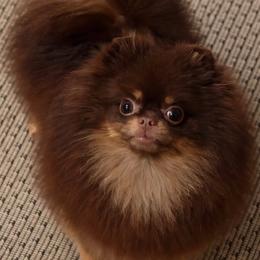 Mico - Chocolate and tan female Pomeranian puppy in Visalia, California from Exotic_fresita_poms