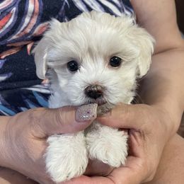 Maltese, Maltipoos, and Poodles from Toy Poodles And Maltese Of Florida