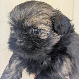 Tiny female sable - Sable female Shih Tzu puppy in Amherst, Maine from McKayla Hairston
