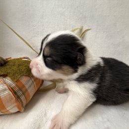 Girl 3 - Black and white female American Corgi puppy in Scottown, Ohio from Wyndy Ridge Corgis