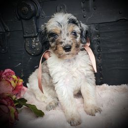 Female 2 - Merle female Springerdoodle puppy in Fargo, North Dakota from Dakota SpringerDoodles