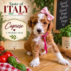 Caprese - Red  female Goldendoodle puppy in Miami, Florida from Jade’s Paws & Co. Of Miami LLC