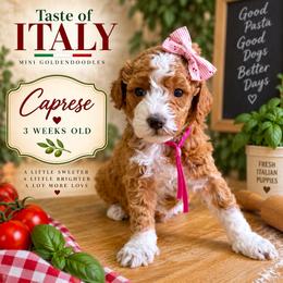 Caprese - Red  female Goldendoodle puppy in Miami, Florida from Jade’s Paws & Co. Of Miami LLC