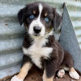 Espresso - Black tri-color male Australian Shepherd puppy in Blomkest, Minnesota from Meljestic Farms