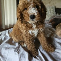Bernedoodle and Goldendoodle Puppies from 4goldendoodles