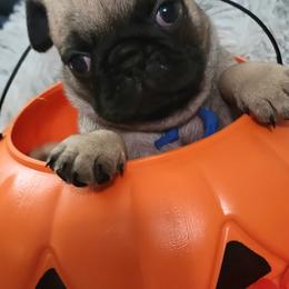 Blue Boy - Fawn male Pug puppy in Weirsdale, Florida from Splash of Color Pug's