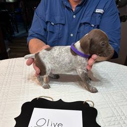 Olive - Liver roan male German Shorthaired Pointer puppy in Morgantown, Indiana from Kevin Funkhouser Kennel