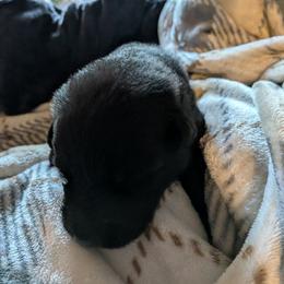 Rob Stark - Black male German Shepherd puppy in Garrett, Indiana from Devil-Dog Shepherds