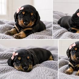 Latte - Black and tan female Dachshund puppy in Bartlett, Illinois from Dachshundsnextdoor