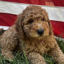 Cedar - Apricot male Goldendoodle puppy in Sumner, Washington from Little Acre Doodles