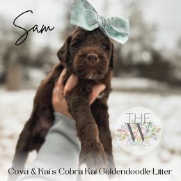 Sam - Phantom Goldendoodle puppy in Soddy Daisy, Tennessee from The W Doods