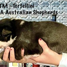 Boy 3 - Australian Shepherd puppy from XA AUSTRALIAN SHEPHERDS