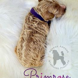 Poodle Puppies from Serene Arenas' Standard Poodles