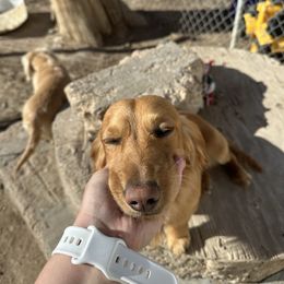 Cletus - Dachshund