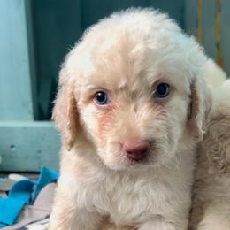 Spider-Man - Cream male Goldendoodle puppy in Pensacola, Florida from Goldendoodles Love You in Pensacola Friend Edition