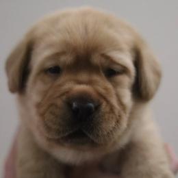 Boy 2 - Yellow male Labrador Retriever puppy in Williston, Florida from Royal K Labradors