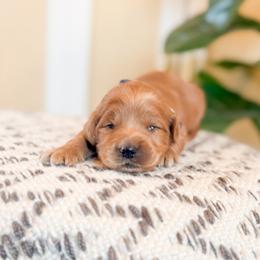 Andouille - Apricot female Goldendoodle puppy in Jackson, Tennessee from Doodlebug Farms