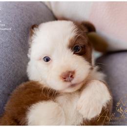 Addie - Red Tri Female - Red tri-color female Australian Shepherd puppy in Red Bud, Illinois from Authentic Aussies