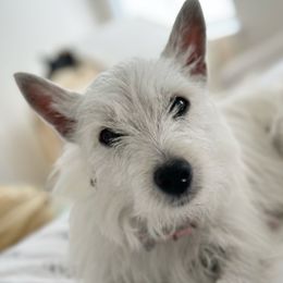 Lili - West Highland White Terrier