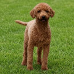 Ellie - Goldendoodle