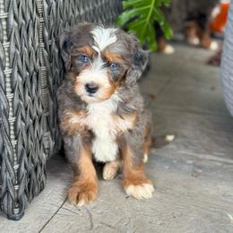 Rome - Blue merle male Bernedoodle puppy in Millersburg, Ohio from T Sanctum