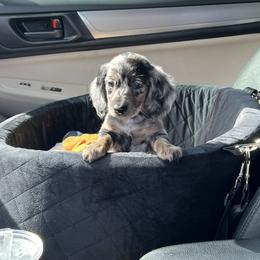Dachshund Puppies from Dachshund Family Love Breeders