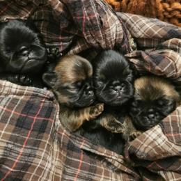 Georgie - Brussels Griffon