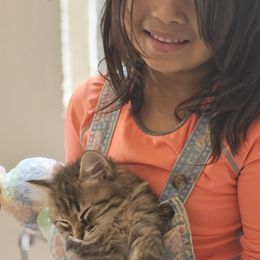 Akita and Great Pyrenees from WeVolution Off-Grid Eco Farm