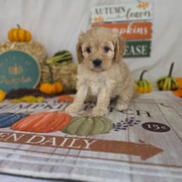 Winston - Cream male Goldendoodle puppy in Arthur, Illinois from Perfect Pugs