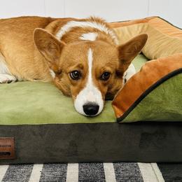 Lady - Pembroke Welsh Corgi