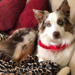 Leo - Australian Shepherd