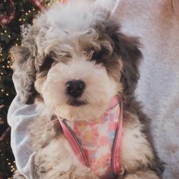 Bernedoodle Puppies from SR. Doodle pupps