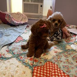 Poodle Puppies from Red toy poodles