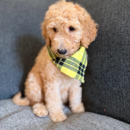 Yellow - Apricot male Goldendoodle puppy in Spring, Texas from The Doodle Den