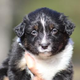 Vibe - Black tri-color male Australian Shepherd puppy in Springville, Alabama from Cross Creek Aussies