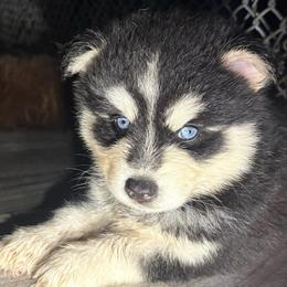 Jake - Black and white male Pomsky puppy in Spring Hill, Florida from PDQ Pomskies