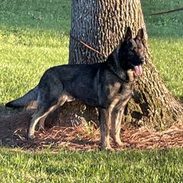 Athos - German Shepherd