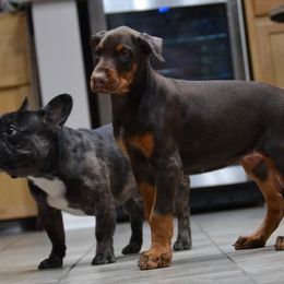 Doberman Pinscher Puppies from Obsidian Kennels