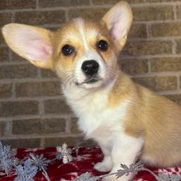 Yellow female - Red female Pembroke Welsh Corgi puppy in Mcarthur, Ohio from Bentley Corgis LLC