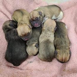 French Bulldog Puppies from Who's Your Bulldog? Kennel