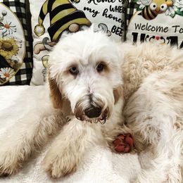 Boy 6 - Parti Goldendoodle puppy in New Bern, North Carolina from Oodles of Doodles