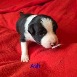 Ash - Black and white male Border Collie puppy in Gaffney, South Carolina from On the Lamb