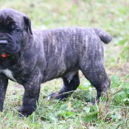 Boerboel Puppies from Northland Boerboels