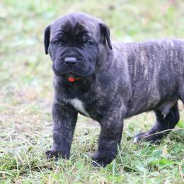 Boerboel Puppies from Northland Boerboels